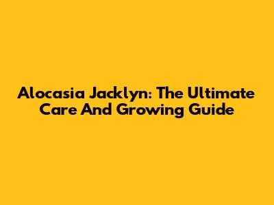 Alocasia Jacklyn: The Ultimate Care And Growing Guide