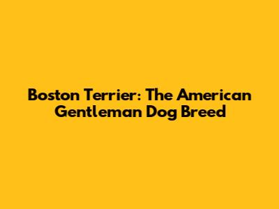Boston Terrier: The American Gentleman Dog Breed
