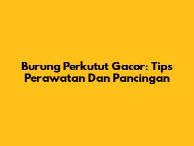 Burung Perkutut Gacor: Tips Perawatan Dan Pancingan