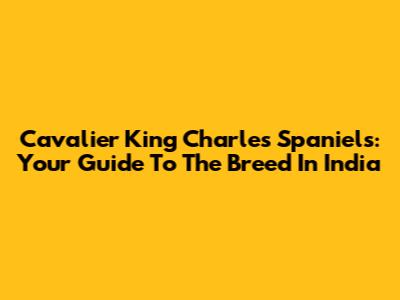 Cavalier King Charles Spaniels: Your Guide To The Breed In India