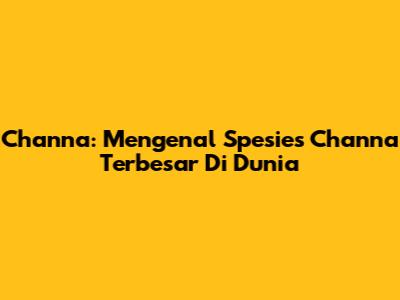 Channa: Mengenal Spesies Channa Terbesar Di Dunia