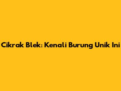 Cikrak Blek: Kenali Burung Unik Ini