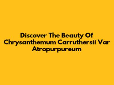 Discover The Beauty Of Chrysanthemum Carruthersii Var Atropurpureum