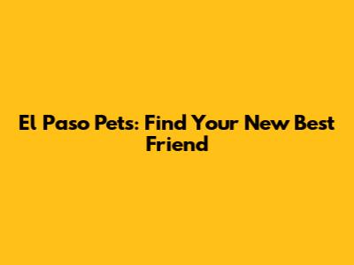 El Paso Pets: Find Your New Best Friend