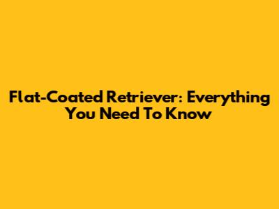 Flat-Coated Retriever: Everything You Need To Know
