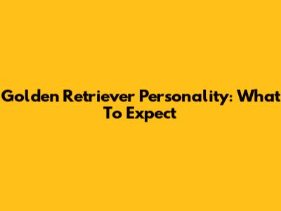 Golden Retriever Personality: What To Expect