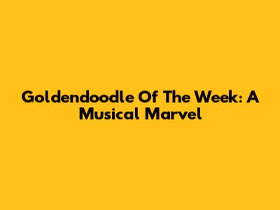 Goldendoodle Of The Week: A Musical Marvel