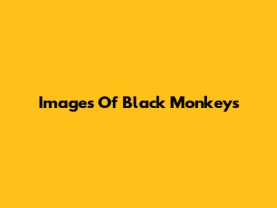 Images Of Black Monkeys