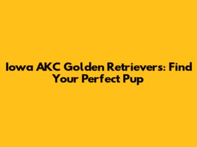 Iowa AKC Golden Retrievers: Find Your Perfect Pup