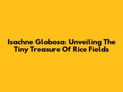Isachne Globosa: Unveiling The Tiny Treasure Of Rice Fields