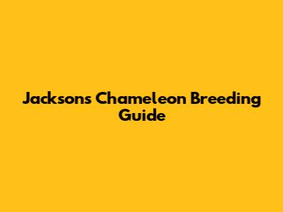 Jackson's Chameleon Breeding Guide