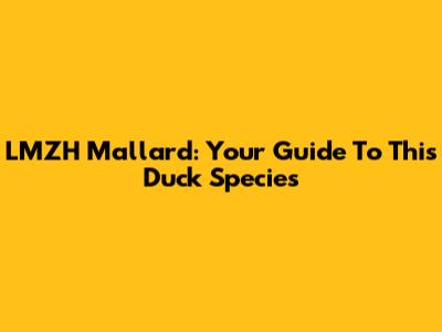 LMZH Mallard: Your Guide To This Duck Species