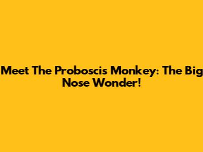 Meet The Proboscis Monkey: The Big Nose Wonder!
