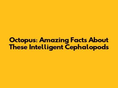 Octopus: Amazing Facts About These Intelligent Cephalopods