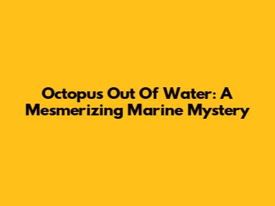 Octopus Out Of Water: A Mesmerizing Marine Mystery