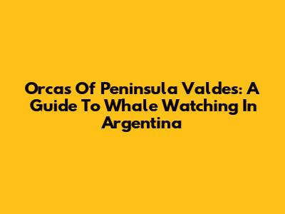 Orcas Of Peninsula Valdes: A Guide To Whale Watching In Argentina
