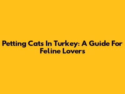 Petting Cats In Turkey: A Guide For Feline Lovers